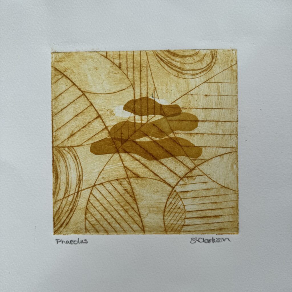 Phaeolus